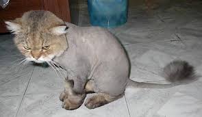 When you shave so quick it ends up looking like a cat with alopecia. #TuftsOfMuff http://t.co/ErYQfv<a href="/tag/tuftsofmuff"class="tags"><span>#tuftsofmuff</span></a>
