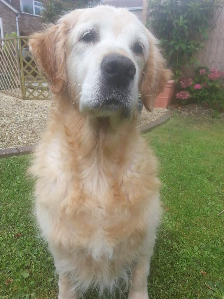 TinaandWinston's tweet image. Thank you to everyone retweeting. Sharing the messages helps raise funds. This will help to save more dogs like me 🐾🐶