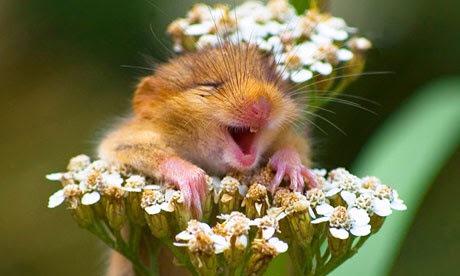 sleekgeeks's tweet photo. Mice in the wild actually like running on a treadmill. True that. Podcast via iTunes http://t.co/XPIRYqjDdr #itunes http://t.co/0YETzNMAkv
