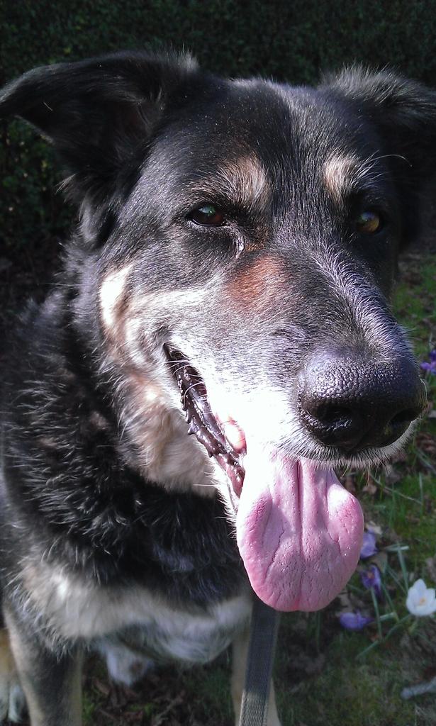jax650cc's tweet photo. @ScottishSPCA this is Sam who we took home just b4 the new year! Love him! Part of the whole family! #rehomingweek http://t.co/r7fFpjTt9B