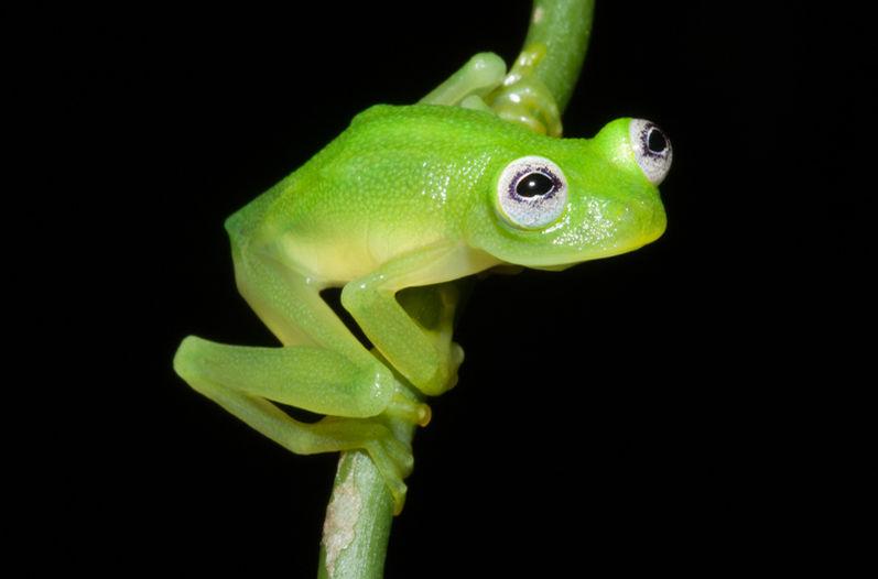 Gilberto_Qp's tweet image. #Bitácoras2015: La rana &quot;René&quot; Hyalinobatrachium dianae fue hallada en montañas del Caribe sur de Costa Rica.