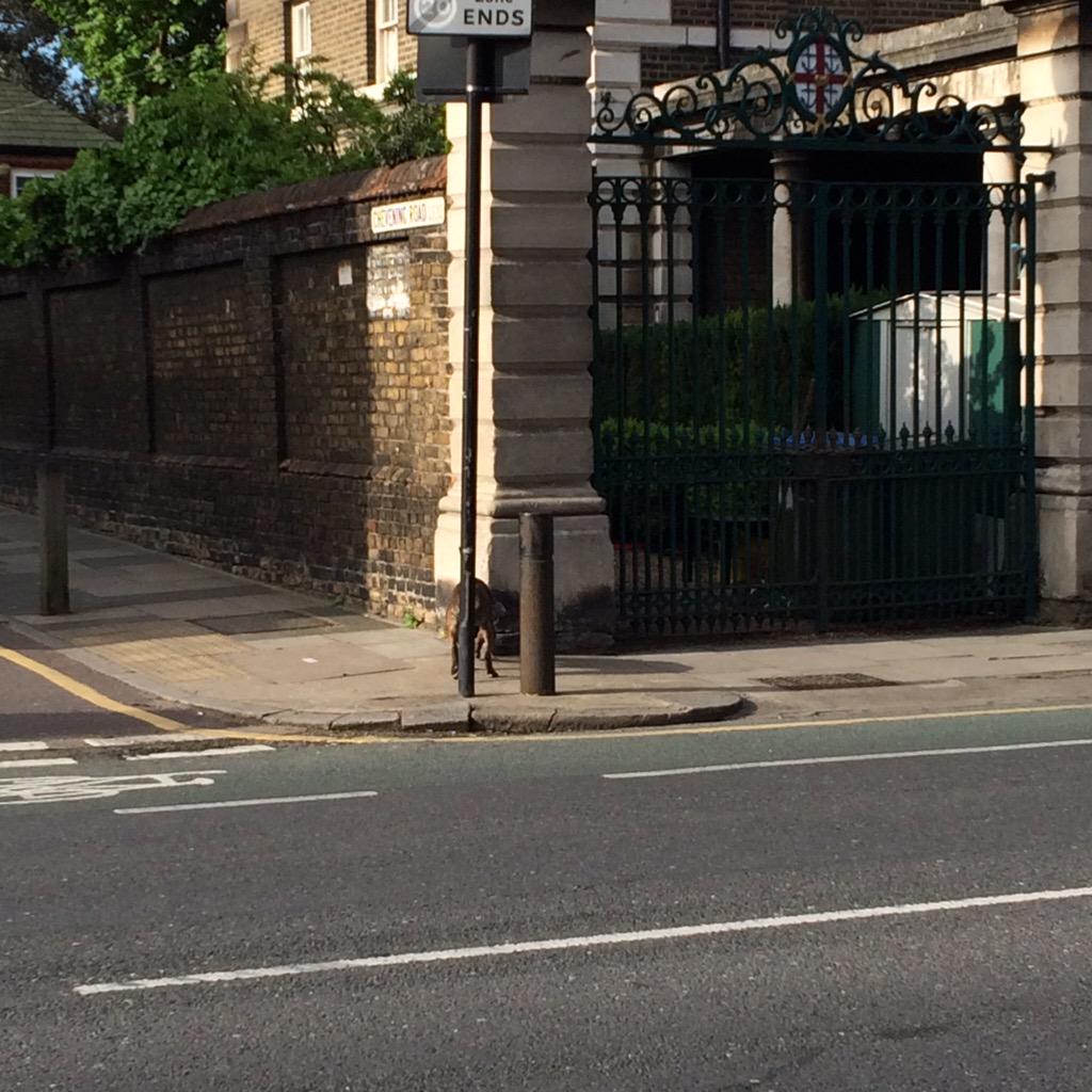 Dogweekender's tweet image. #runaway dog, East Greenwich, heading to the pleasance park, #missingdog #lostdog #8.05