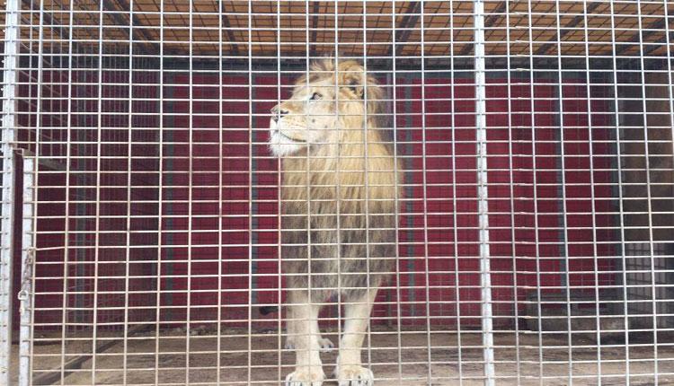 #SEPRONA #Castellón rescata a "Amador", un león que vivía en un circo  CEYx977WEAAbAOj