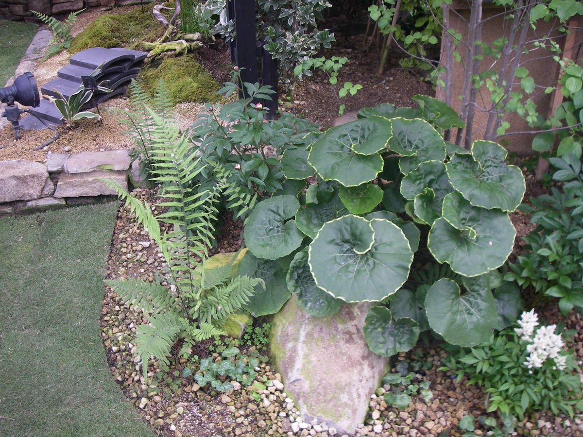 ツワブキ（Farfugium japonicum）キク科多年草 名前は、艶葉蕗（つやば