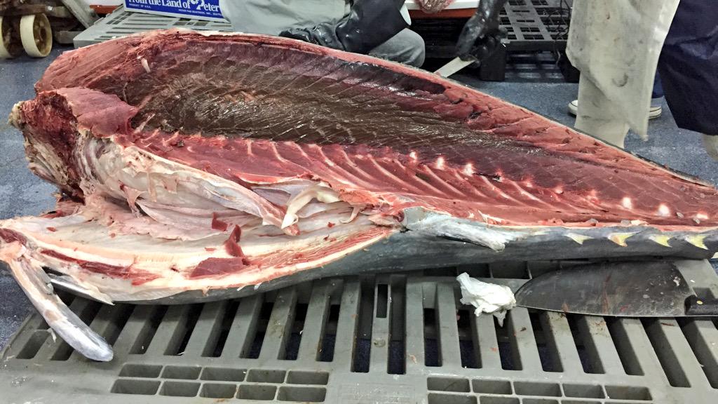 adolfosangar's tweet photo. Marcha y pasa una de atún 🎏🎏🎣 http://t.co/3MHvIljJJc