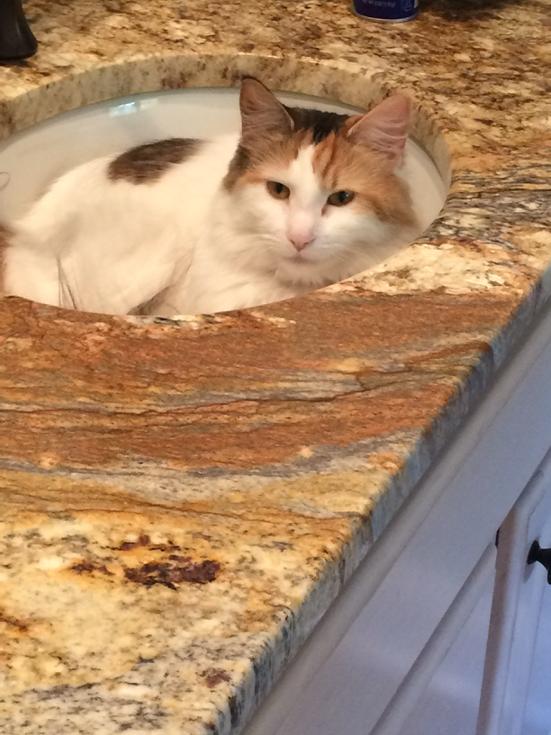 MegMegegreen's tweet photo. Do you really need to brush your teeth now? #squatter kitty http://t.co/dZOrftldVL