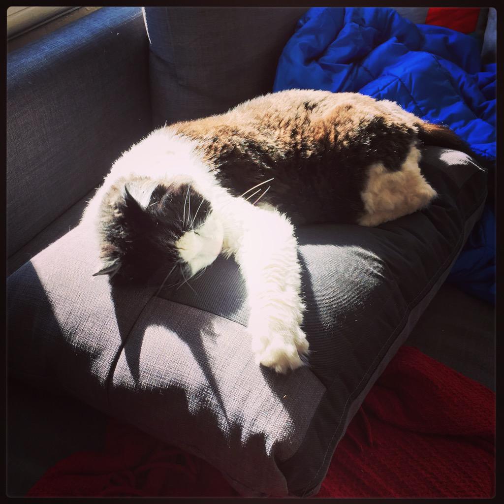 jermlikespie's tweet photo. He took no time at all to find the sunniest spot in the house & make a cushion his bed. π»
#catsofinstagram #treylife http://t.co/zut5JktpXi