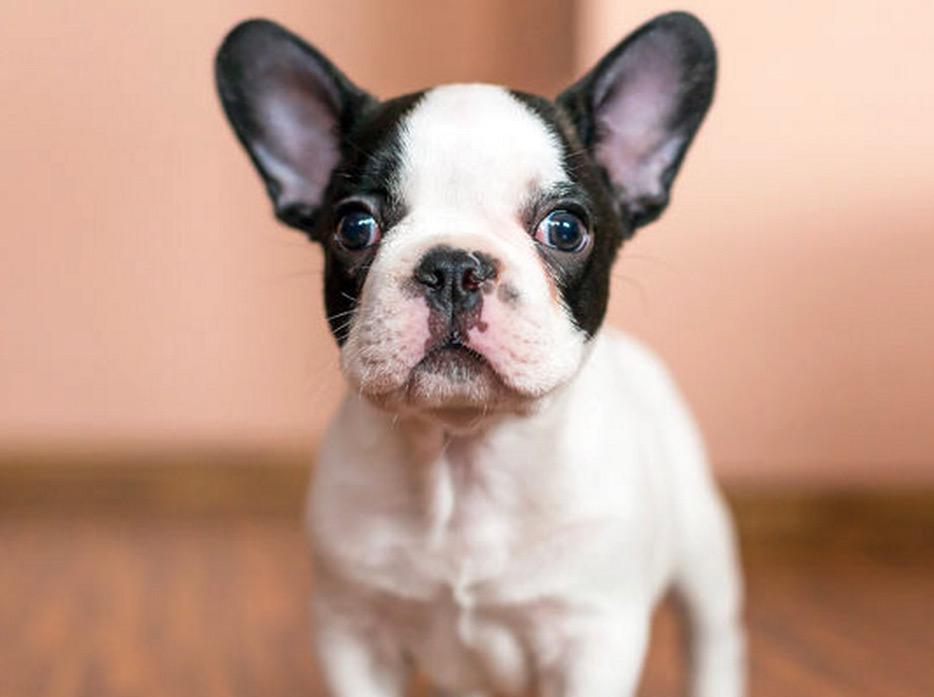 Deals4GL's tweet image. Luxury Overnight Boarding for Pups or #DoggyDayCare in #Manhattan @DPH_Chelsea ow.ly/MyTr6