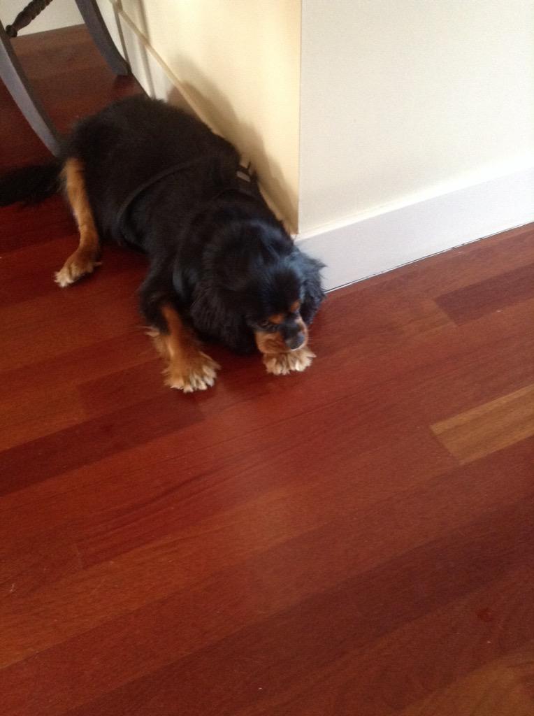 Henrymybuddy's tweet photo. Resting up.  Packing up.  Big trip ahead. http://t.co/G4rEAHpZ4F
