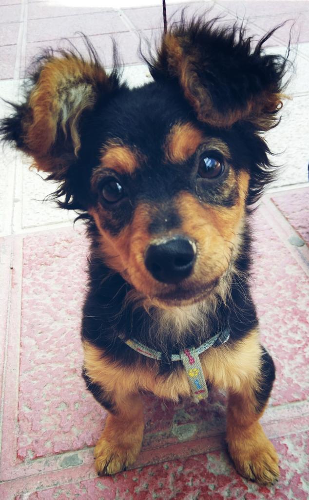 _IsEasy's tweet photo. Mi nuevo amigo #Valilla #amordecachorro :) http://t.co/nIPVzOTPrQ