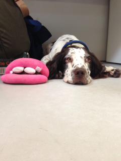 SuBrookes1's tweet photo. @MichonCreative @rosehoare I can vouch for that (and so can Malcolm) http://t.co/AVHjYhOQPM