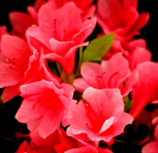 kim1xy_s2's tweet photo. 左がツツジの花、右がトラビスジャパンです http://t.co/44lUiUcvQh