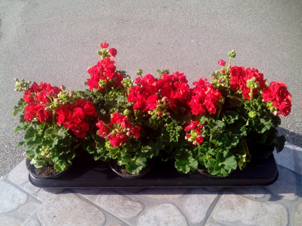 zalabaze's tweet photo. Pelargonija - 1.83€ http://t.co/QqsrPfGEUh