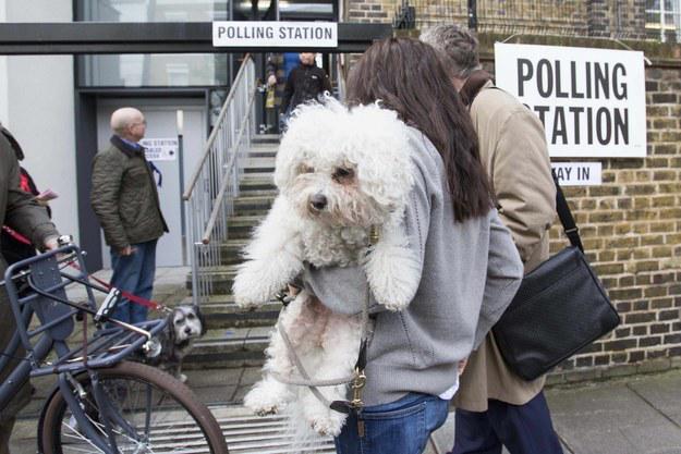 My_Darling_Girl's tweet photo. @symo My favourite so far - #DogsAtPollingStations http://t.co/Whjnk0nKq8