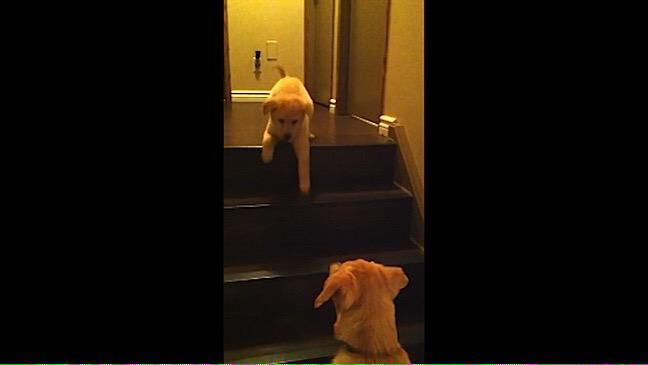 Doglovers__'s tweet photo. You can do it 😊😀#summer#cutie#followmeforfollowback http://t.co/NEyZ9CMwbq