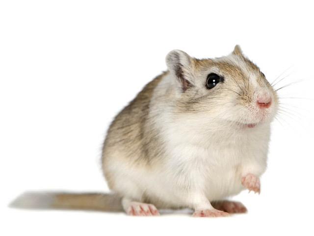 HopeNAC's tweet image. #OnNeMaJamaisDit qu'une gerbille pouvait être très affective. Une gerbille en FA l'ai totalement 😊