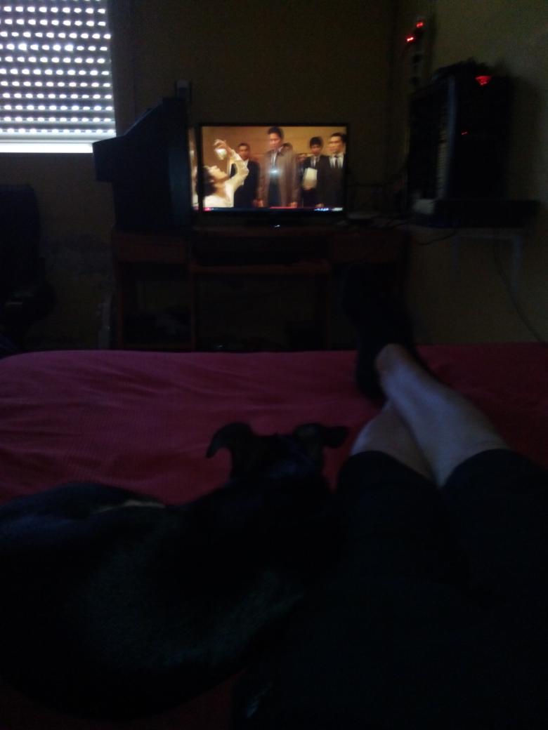 BINACONDA's tweet photo. Viendo una peli con mi inseparable perrito dragón http://t.co/cIOePzFTUM