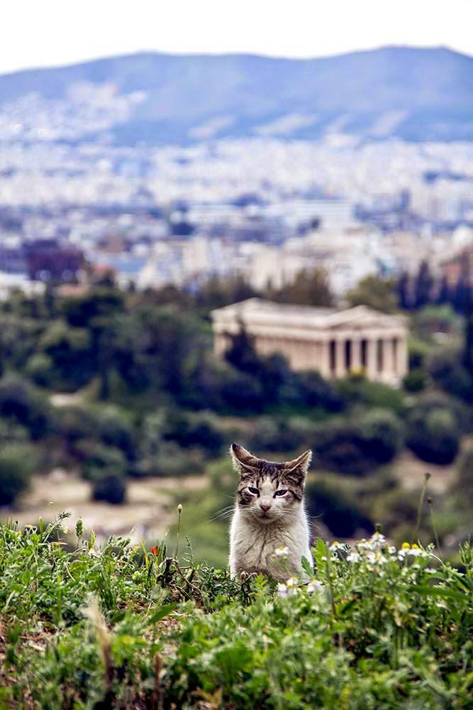 peterglaser's tweet photo. • Passend zur #rep15: Eine Katze auf der antiken Agora in Athen http://t.co/e8PSrEM68e