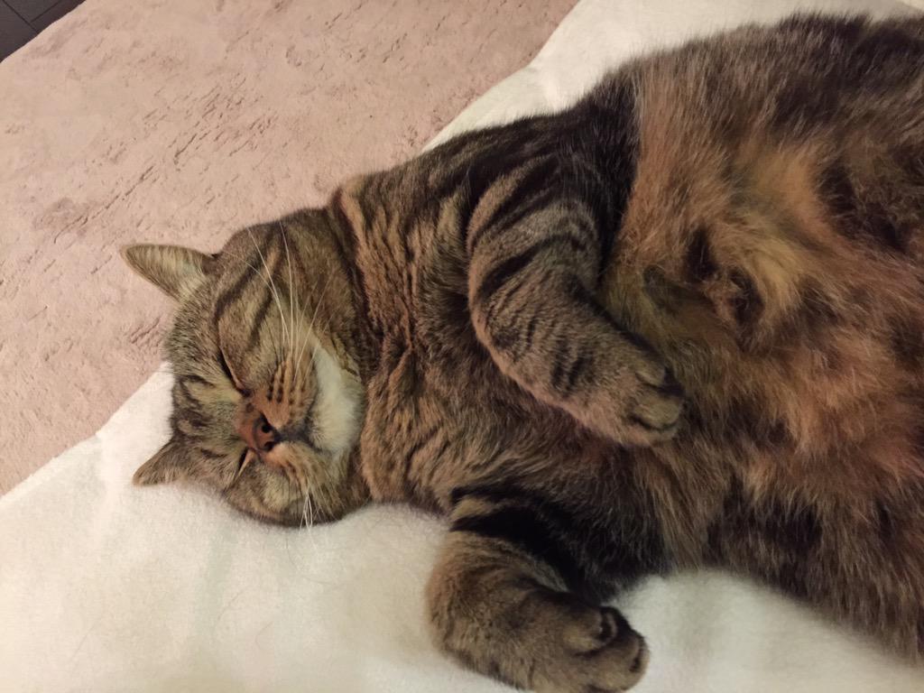lloydyokohama's tweet photo. この時間に寝ると夜中眠れないぞ！ http://t.co/qPtFvNzal1