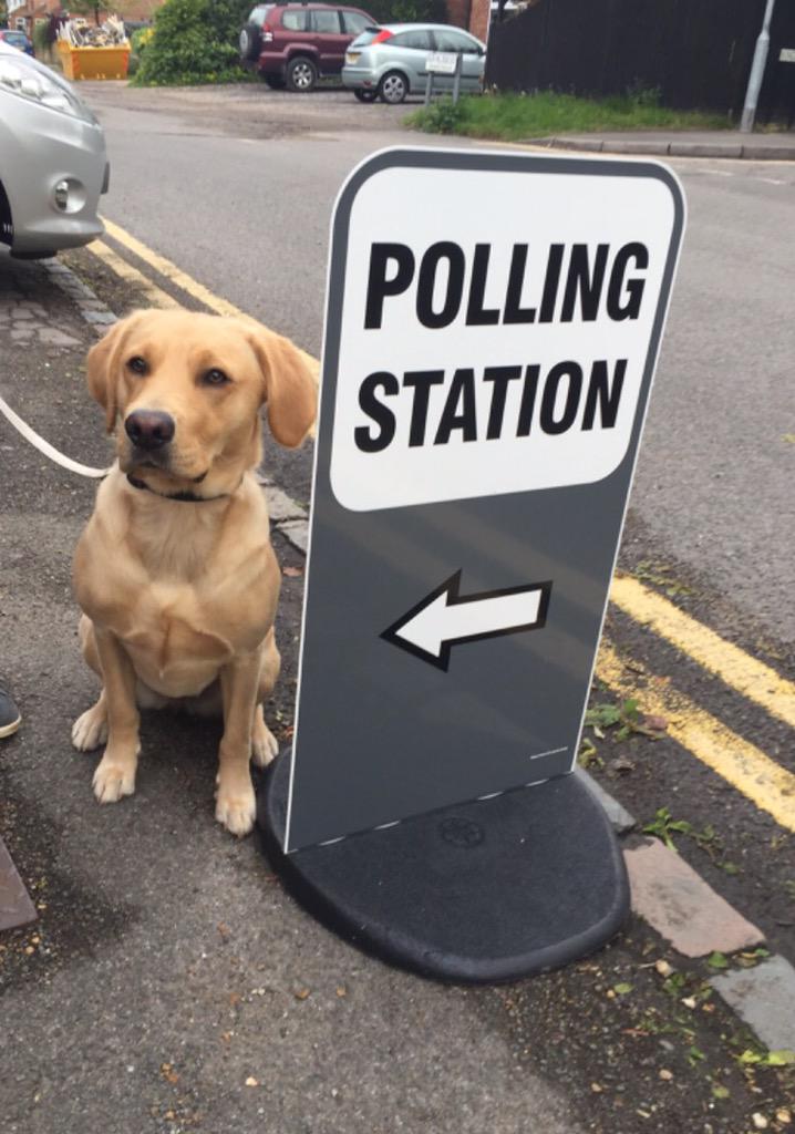 Dogs_Today's tweet photo. Office puppy Poppy for #DogsAtPollingStations - be the voice of the voiceless!🐾 #vote #GE2015 #votingmatters http://t.co/FSISiT2Zs3