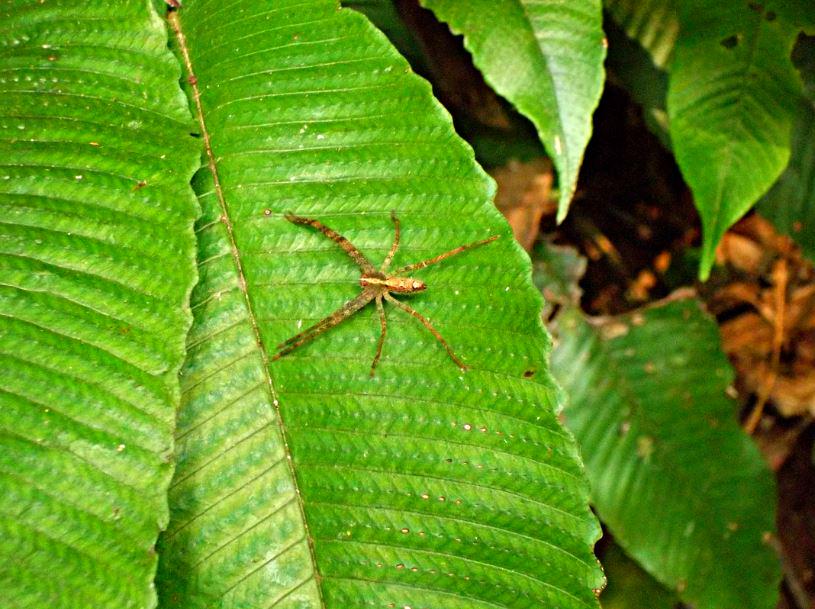 MingLee_1's tweet photo. Araneae spotted in Taman Negara National Park #spiders #nature #ecology #conservation http://t.co/TQbp8voEfe