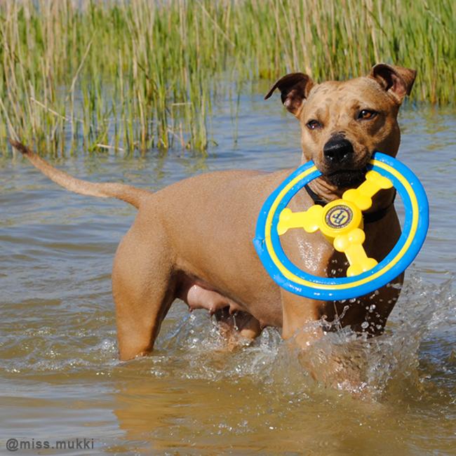 missmukki's tweet photo. Miss Mukki
#dogsoftwitter #thursday #picoftheday #water #PLAYTIME http://t.co/14GygOmwl0