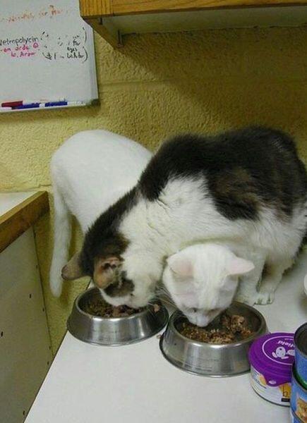 00000amazon's tweet photo. 猫ちゃんの画像にいやされたらRTしてね(=´∇｀=) https://t.co/rA4EJFQsjh