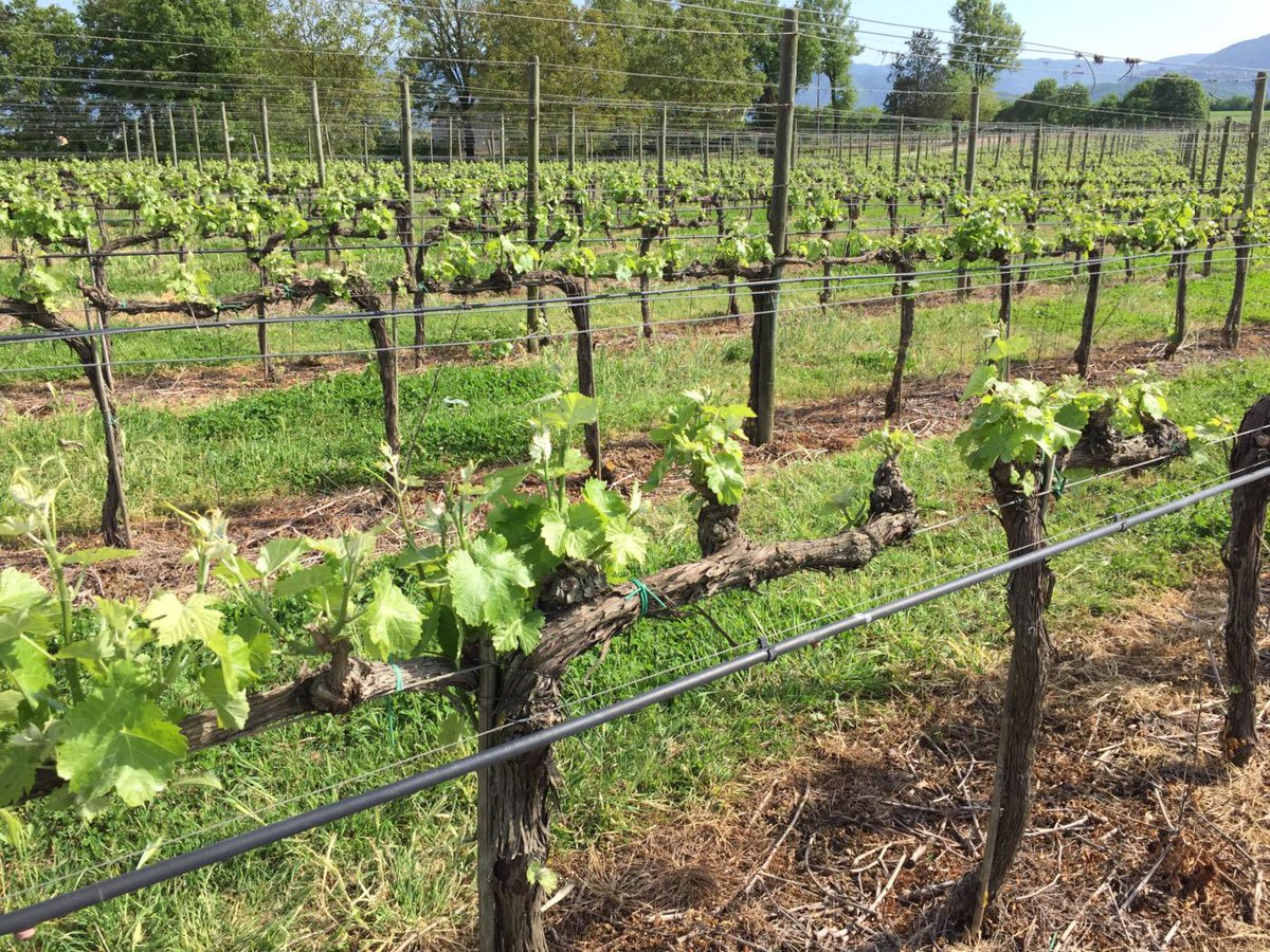 Piccoli germogli crescono!! #cortedeipapi #wine #love