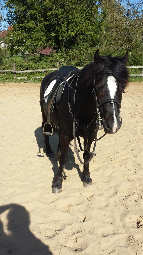 CharlotteeHicks's tweet photo. I love my ponyyyyy!!! 🐴💖✌ http://t.co/JkVAAdXQZe