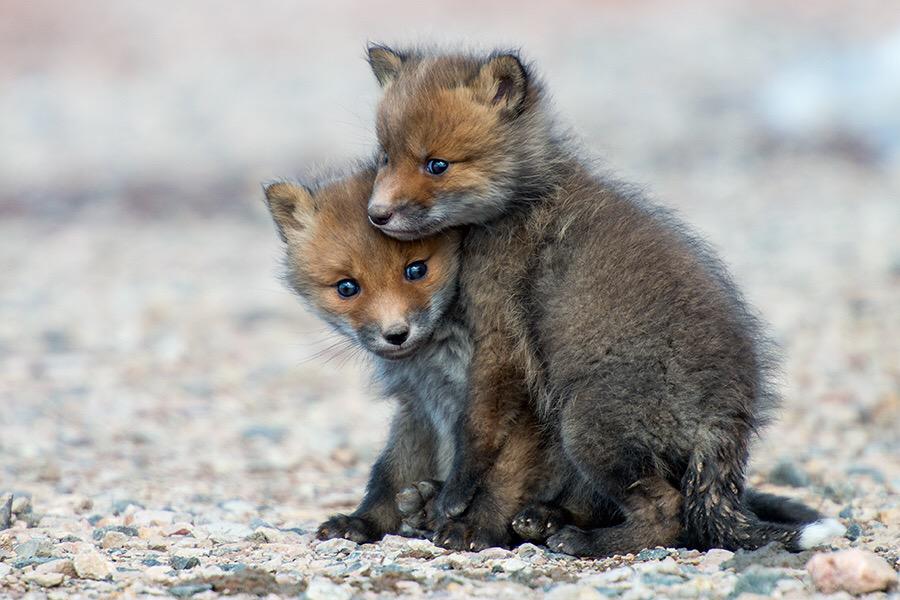 Saveourfoxes's tweet photo. Lets be free together! ❤️🐺❤️ #savethefox #foxhunting #ToriesOutNow http://t.co/y7EQtGfyJl