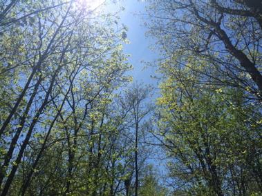 RachelSchoutsen's tweet photo. My pathway is starting to come to life ! Beautiful day for a walk #BudsOnTrees http://t.co/rEXH2xZLHF