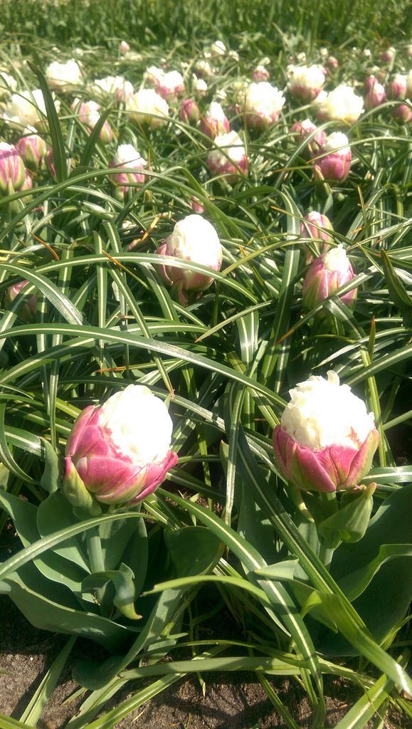 visitkeukenhof's tweet photo. The best ice cream of Keukenhof: the ice cream tulip. http://t.co/CM3zc2LBWM
