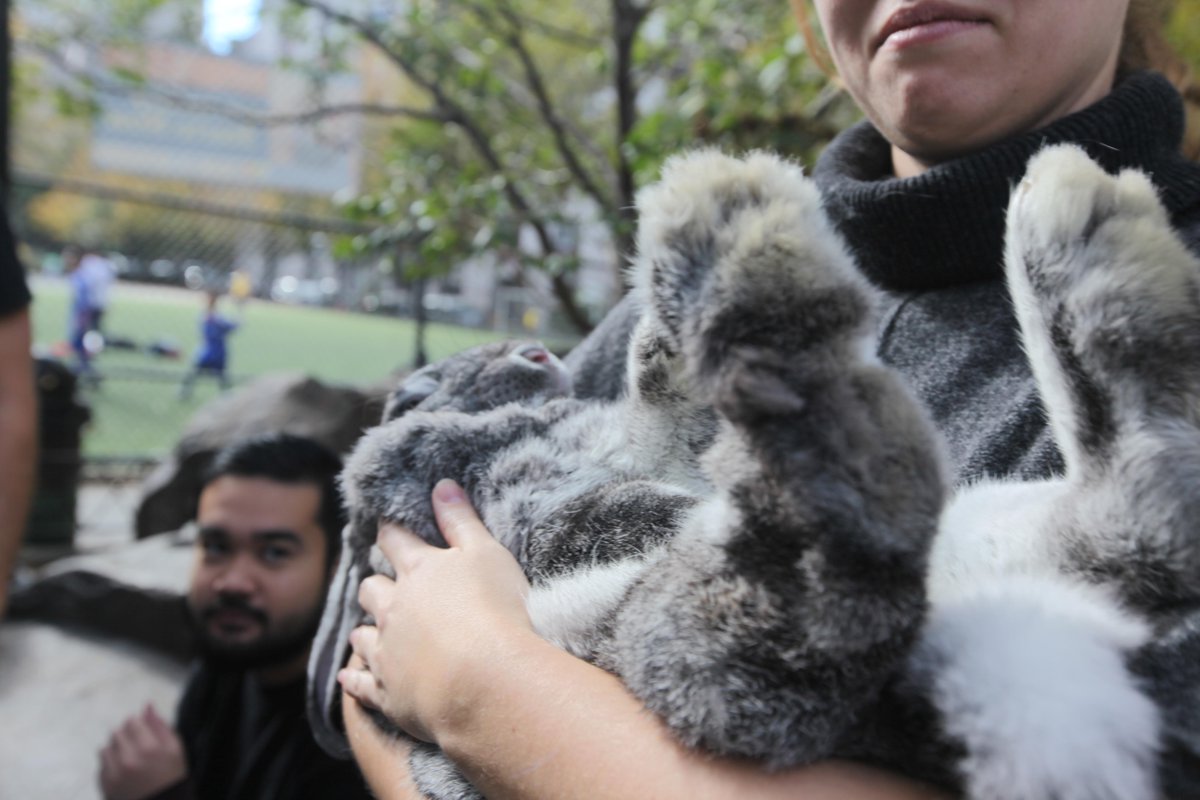 KidWitness's tweet image. One of the film's furry stars, Alice the rabbit, kicking back on the set of #KidWitness #TBT #cuteanimals