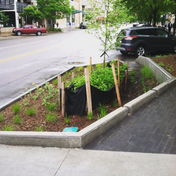 The <a href="/PstreetDistrict/">P Street District</a> bioswales are making the most out of the excess storm water #LNK's been getting. #gogreen