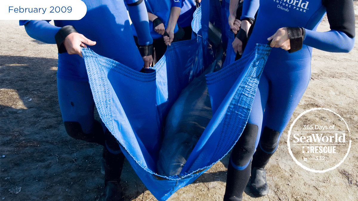 SeaWorld's tweet photo. #SeaWorld sent a 15-person rescue team to help relocate this female dolphin after she lost her way. #365DaysOfRescue http://t.co/czyqt9gVDJ
