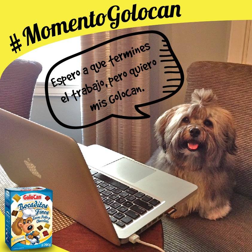 UrbanPetsMag's tweet photo. En este mismísimo minuto estamos viviendo un Momento @GolocanArg porque estamos preparando la próxima #UPets  🐶 ❤ http://t.co/4di5RqGfck