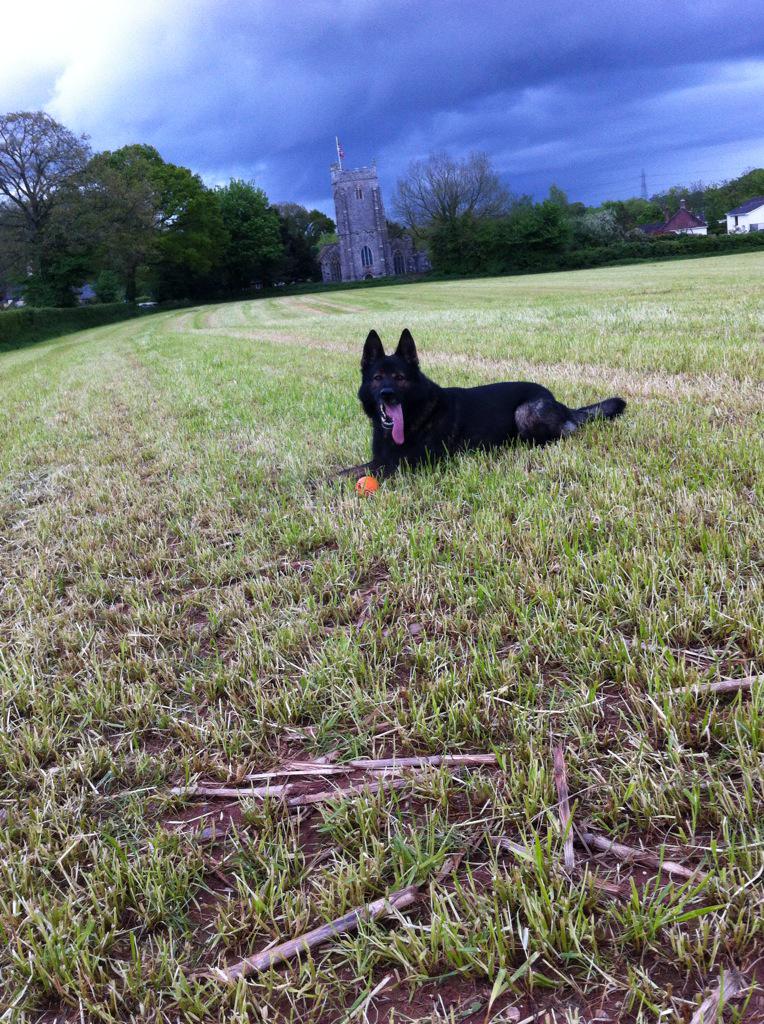 DevonPoliceDogs's tweet photo. Pd Bodie enjoying his bed time walk ๐พ #StunningDevon http://t.co/wJQyHNDd7F