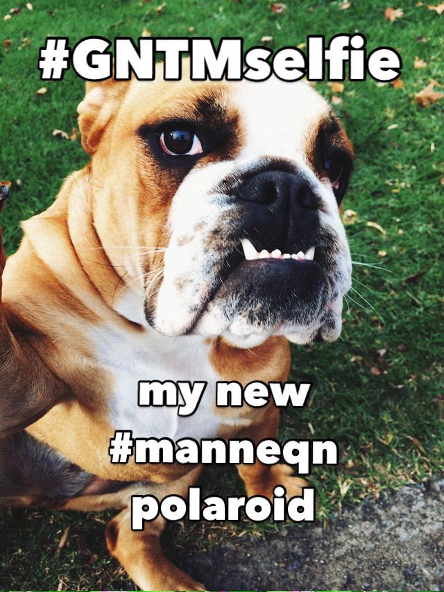 manneqn's tweet photo. Just watching #GNTM #GNTMFinale and doing my #GNTMselfie! Find me on #manneqn 👌🐶 http://t.co/Al6f4jglU6