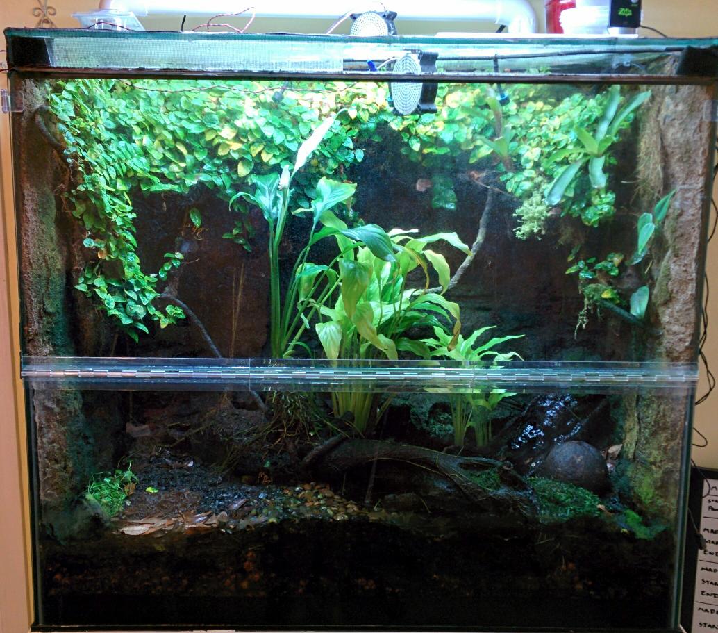 #Vivarium #PoisonDartFrogs #Leucomelas