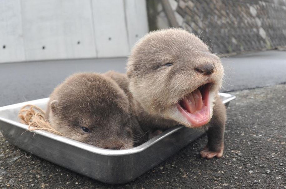 The_TeaShed's tweet photo. Struggling with the mid week slump? We bring you baby otters. You’re welcome #teaisallyouneed #smile #tea http://t.co/M6uBgJvxz1