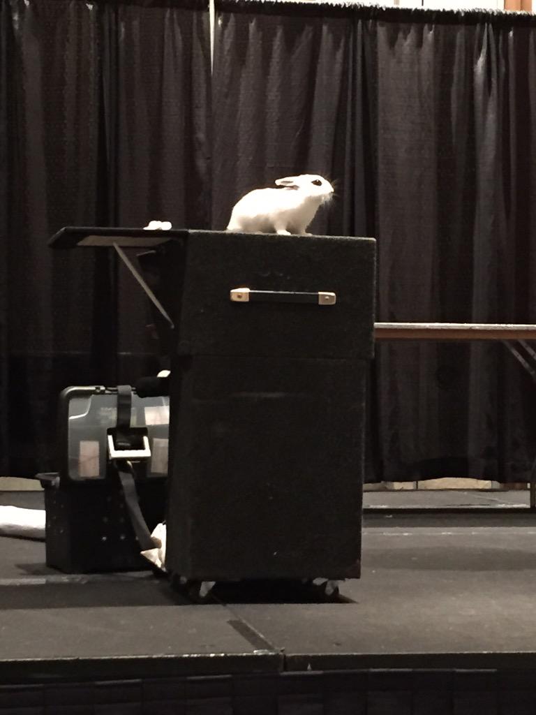 LibrarianKiki's tweet photo. I got to be a part of a magic show with this adorable bunny! Yes, he came from a hat #flacon2015 #librarylife #magic http://t.co/fOb0AO0tmS