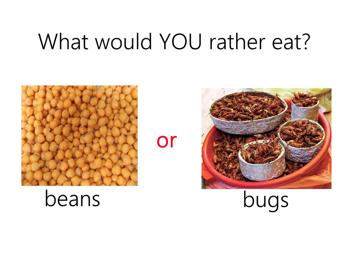 ciaramfolan's tweet photo. @KQEDedspace what would be your food of choice? #DoNowInsects #SMed7 http://t.co/0PslfCt2ue