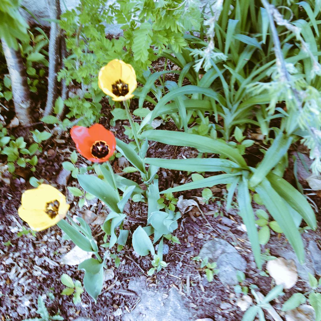 PopbBrian's tweet photo. Spring was on it's way then it started to rain😞 http://t.co/w4FcjkraxC