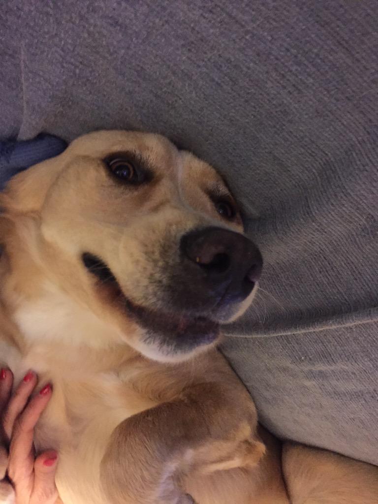 simonaconc's tweet image. Un piccolo gremlins 🐉🐣