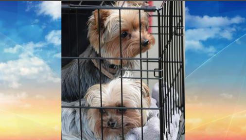 9NewsQueensland's tweet photo. Reports Johnny Depp plans to leave the country rather than risk losing his dogs. The actor has until tomorrow. #9News http://t.co/ynaCblUR7D