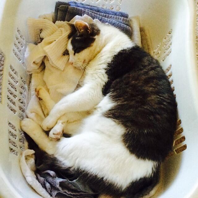 donateforpets's tweet photo. Cats are a great addition to chore time 🐱🐾💖 http://t.co/jXvmnfqW1d