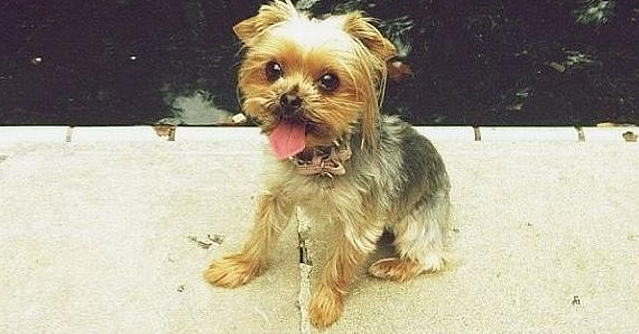 fitzywippakate's tweet photo. The jig is Boo and Pistol are being deported. #RuffSentence #JohnnyDeppsDogs http://t.co/NddzlJZinN