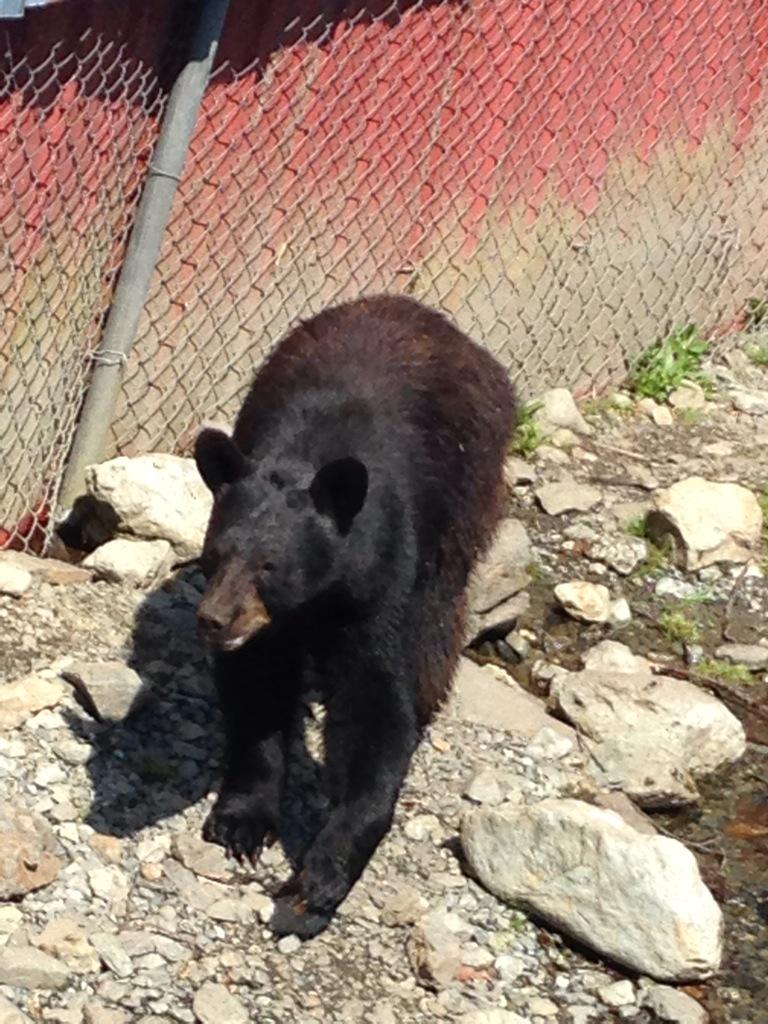 I would like to be a bear. Fat + hairy isnormal sleep through cold weather love salmon. Winner!! <a href="/LouSabina/">Louise Sabina</a> <a href="/seboydy/">Boydy</a>