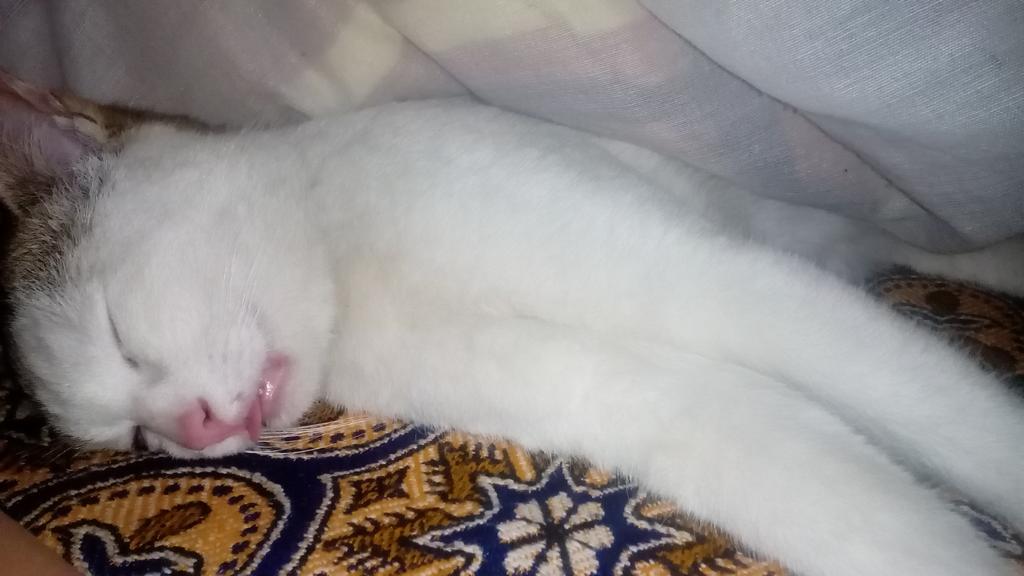 IrfanAliTaj's tweet photo. My cat after having weed puffs hahahahaha 
#high #weed #cats #littlefriend #highanimals http://t.co/xK8pqdc3SX