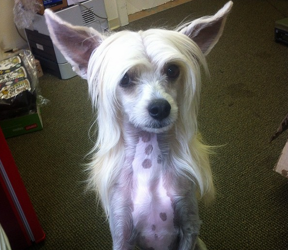 Adorably's tweet photo. 19 Animals Having A Better Hair Day Than You http://t.co/472o30cooa http://t.co/OPXLp4w7Hw